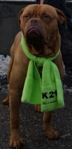 Doge mit K21 Schal